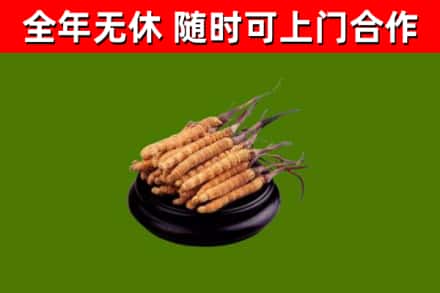 宜兰烟酒回收冬虫夏草.jpg